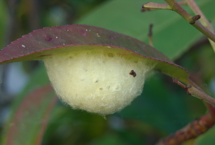 Alcuni riconoscimenti (ovisacco e Theridiidae)