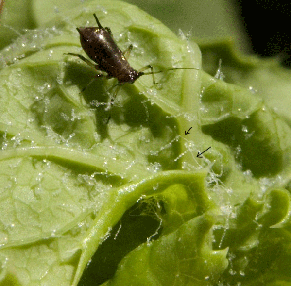 Festoni natalizi (melata di afidi solidificata?)