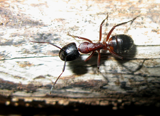 Formica molto grande: Camponotus ligniperda