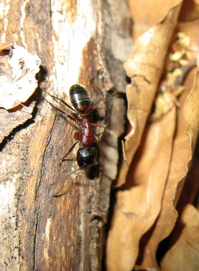 Formica molto grande: Camponotus ligniperda