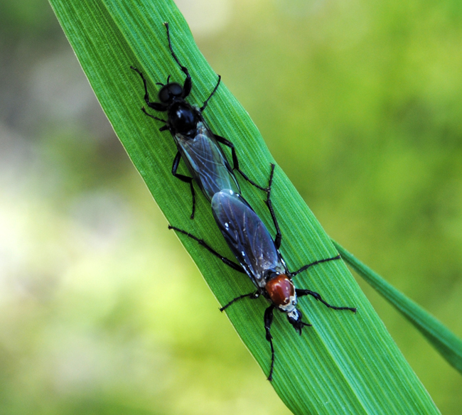 Conferma per Bibio hortulanus copula