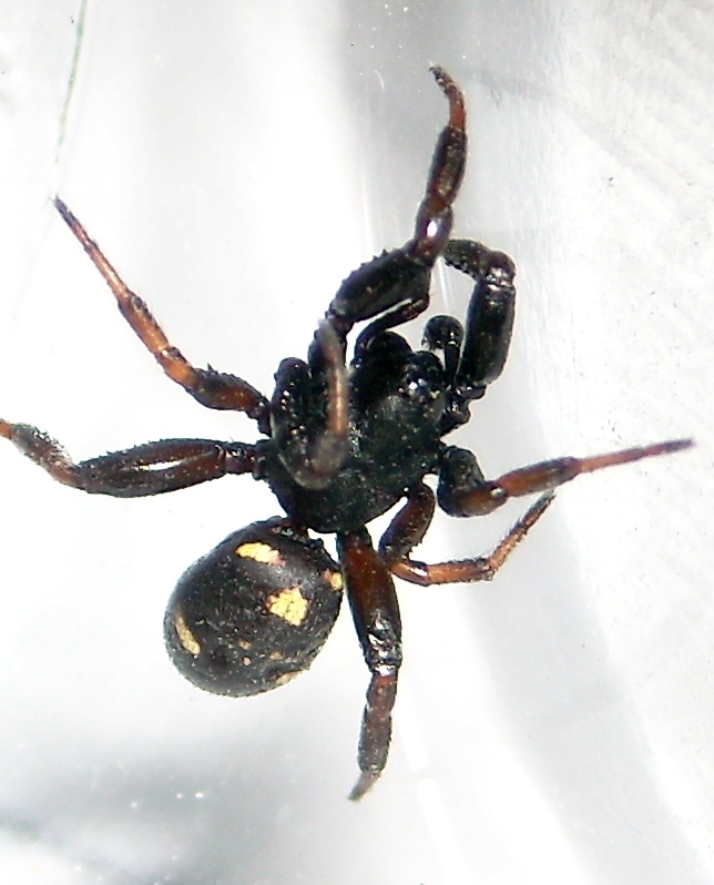 Steatoda sp.