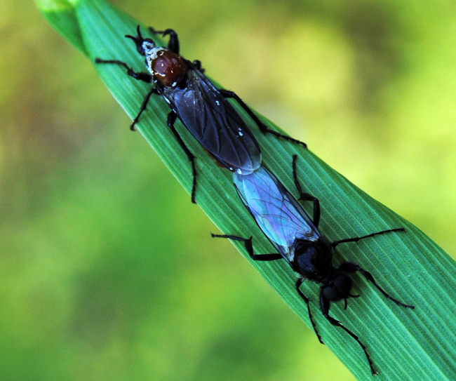 Conferma per Bibio hortulanus copula