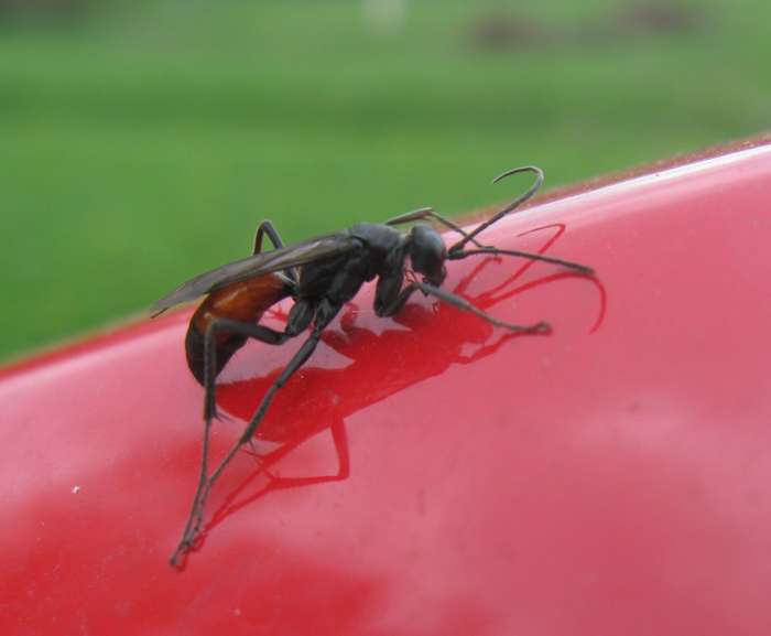 Pompilidae rosso e nero