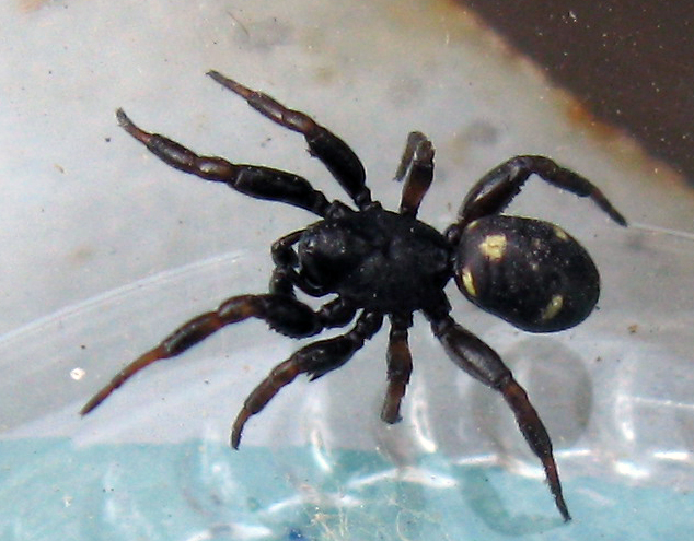 Steatoda sp.