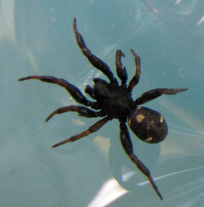 Steatoda sp.