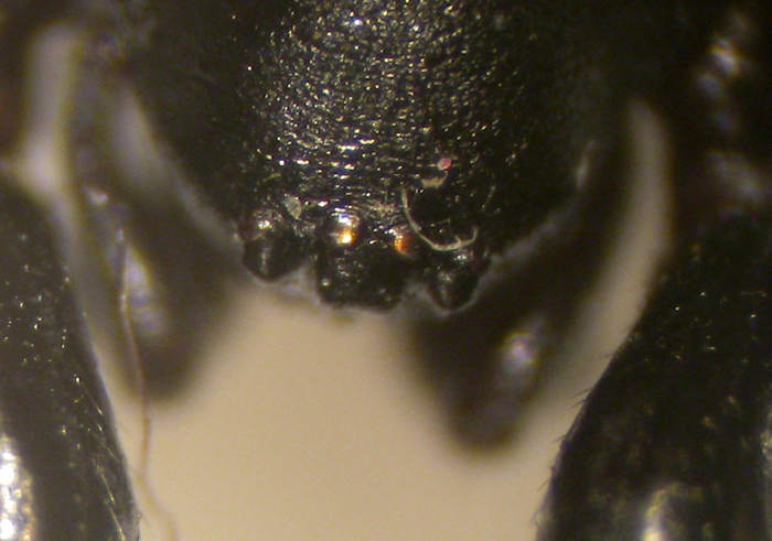 Steatoda sp.