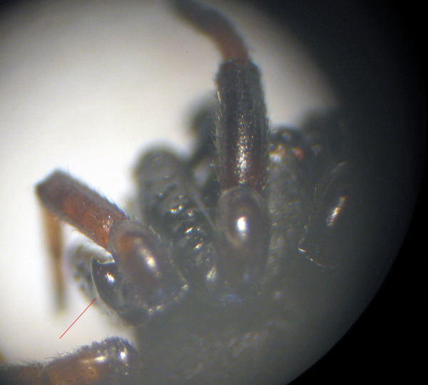 Steatoda sp.