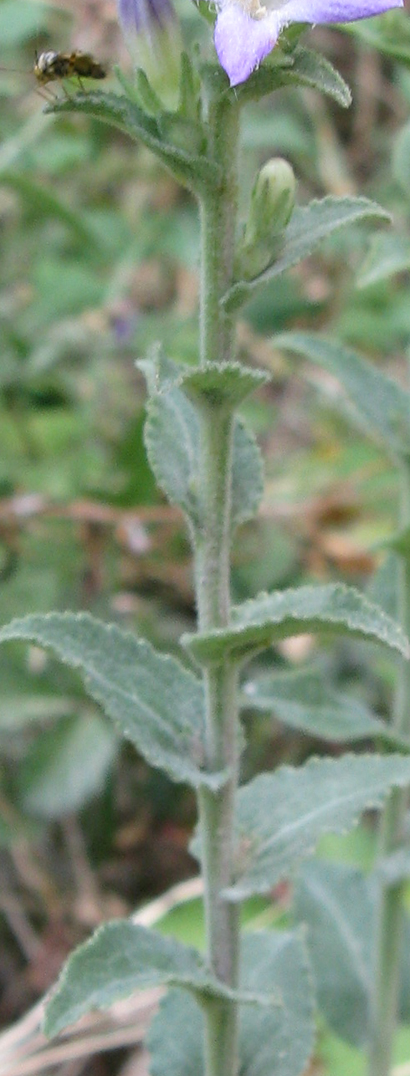 Campanula glomerata e C. trachelium