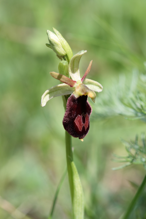 Ophrys benacensis o ibrido?