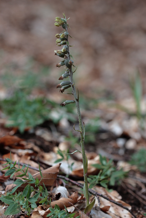 Epipactis microphylla (da confermare)