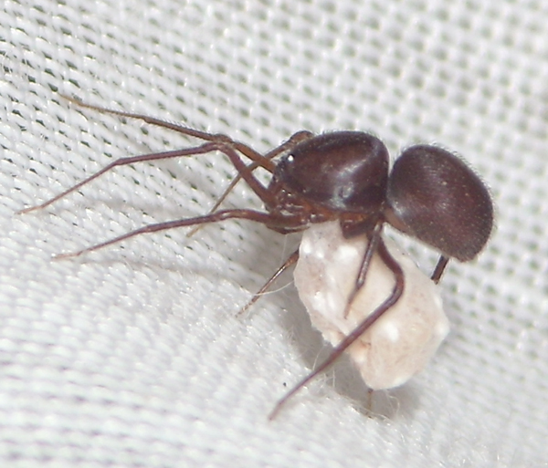 Scytodes velutina