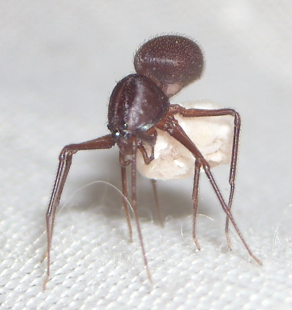 Scytodes velutina