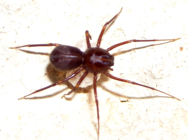 Scytodes velutina