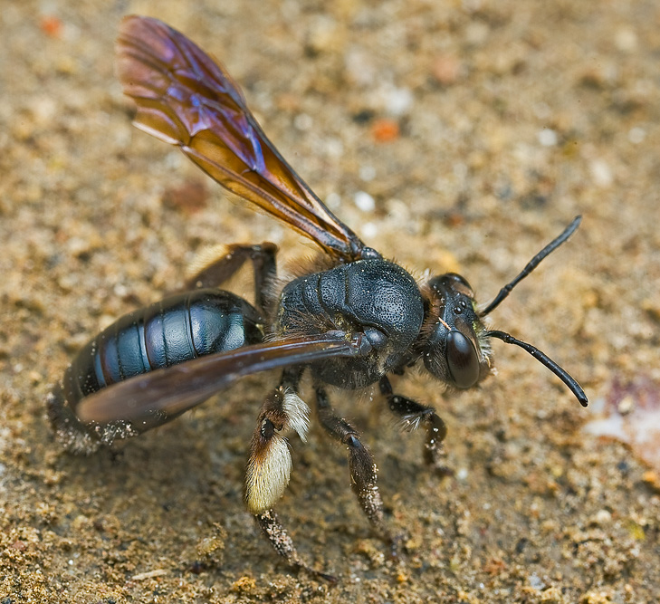 Andrena agilissima