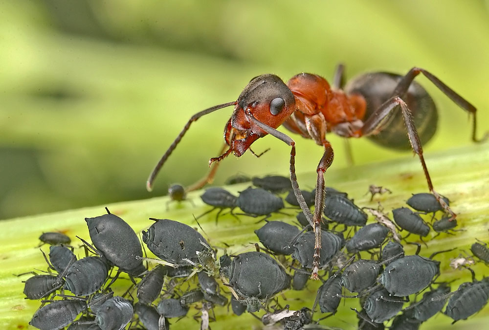 Formica pratensis con afidi neri