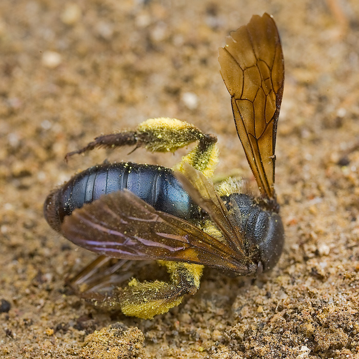 Andrena agilissima