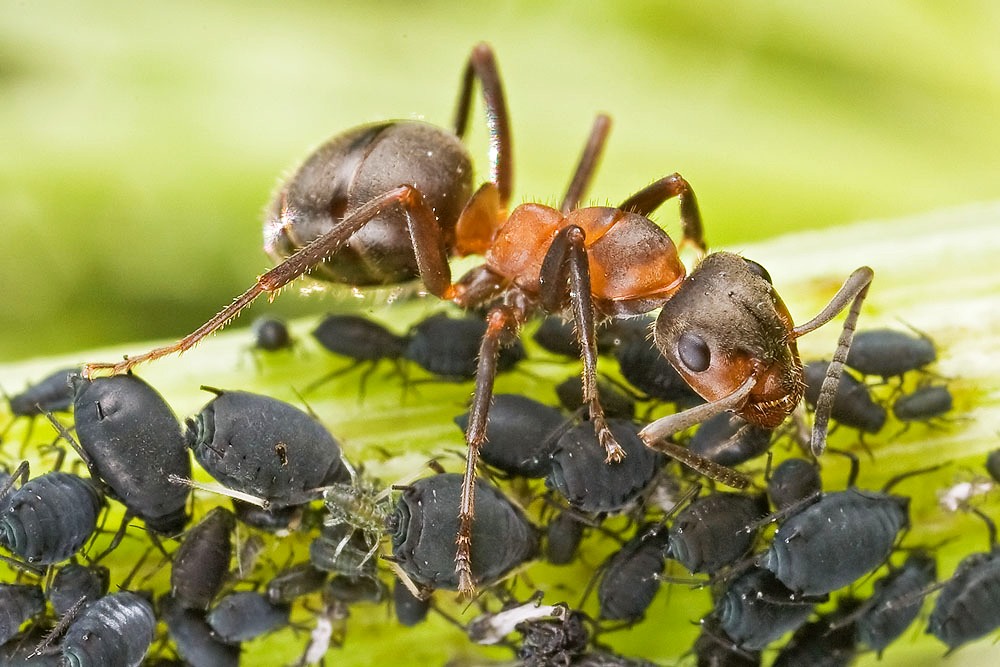 Formica pratensis con afidi neri