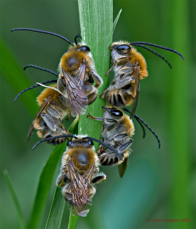 Conferma per  Eucera longicornis