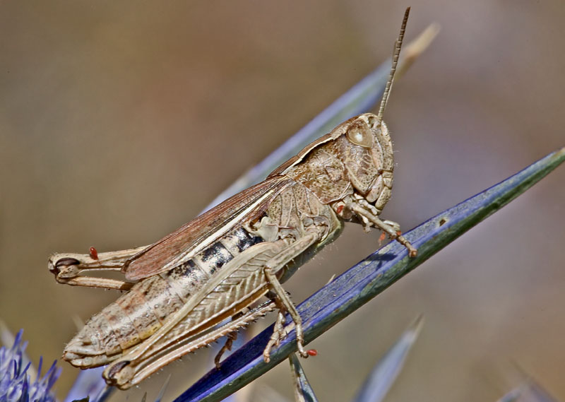 Lo Stizoides tridentatus  profitta degli Sphex funerarius