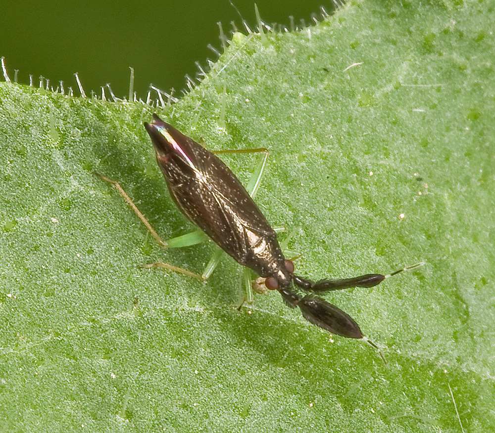 Miridae: Heterotoma cfr. merioptera di Monterotondo