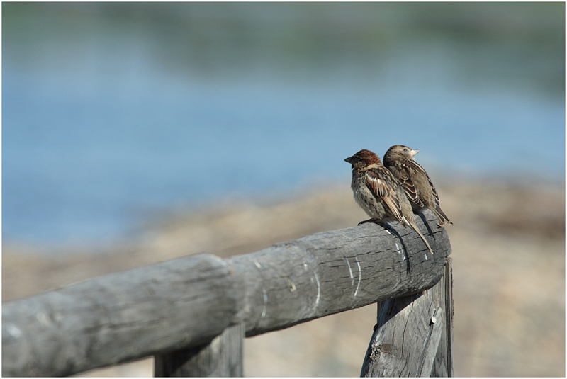 Avifauna humor