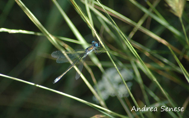 Libellula da identificare + predazione