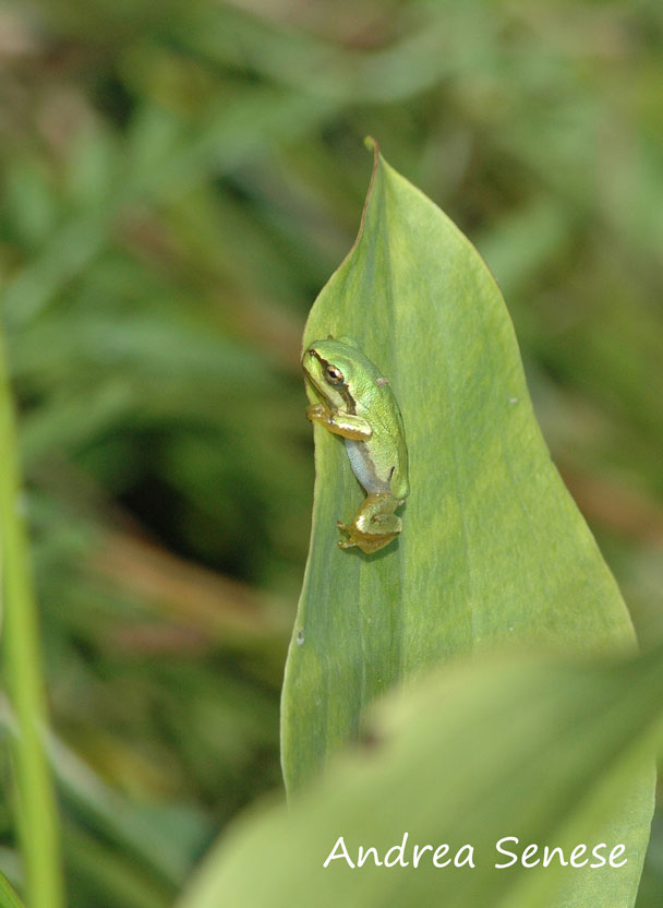 Hyla intermedia