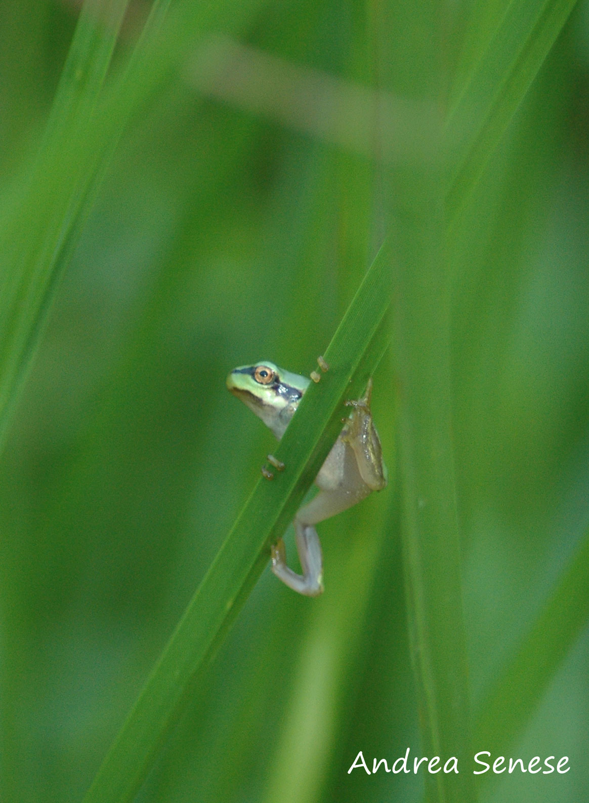 Hyla intermedia