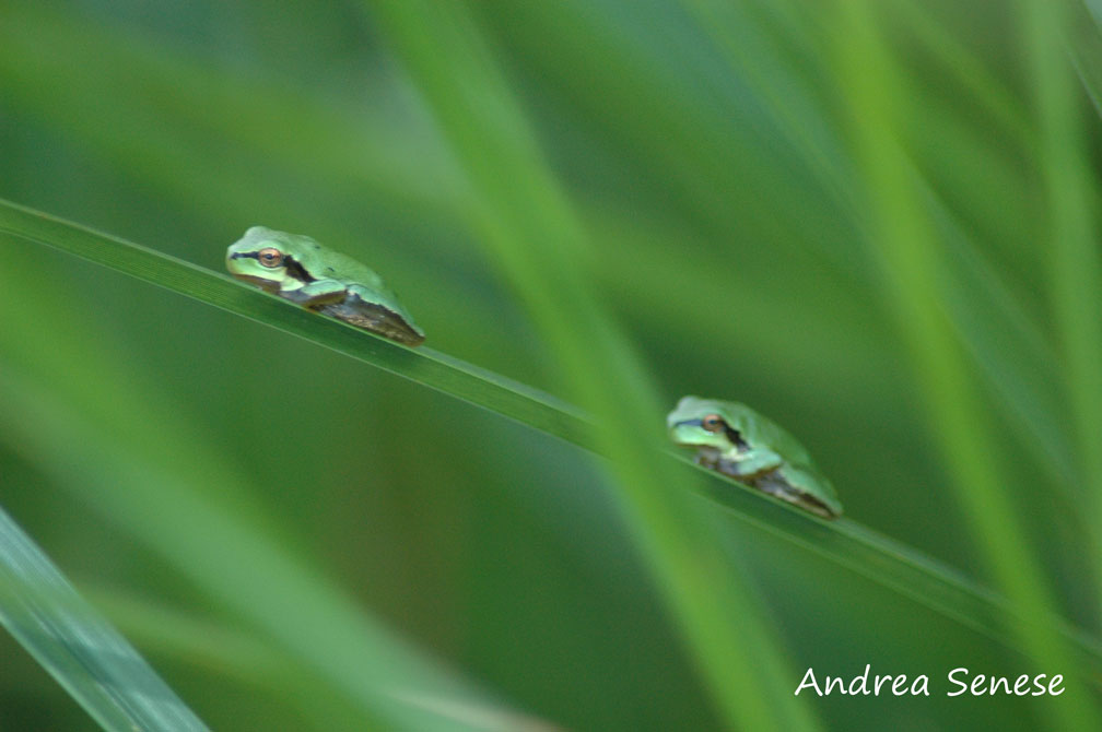 Hyla intermedia