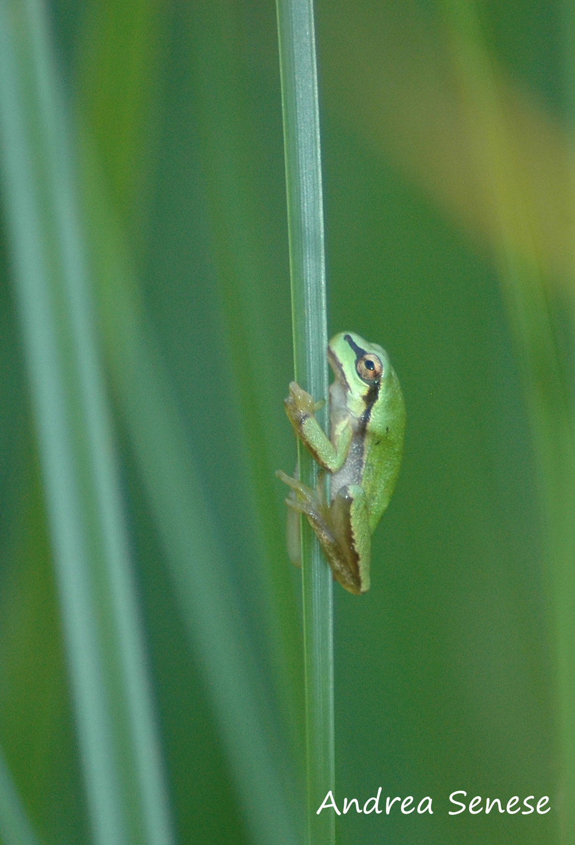 Hyla intermedia