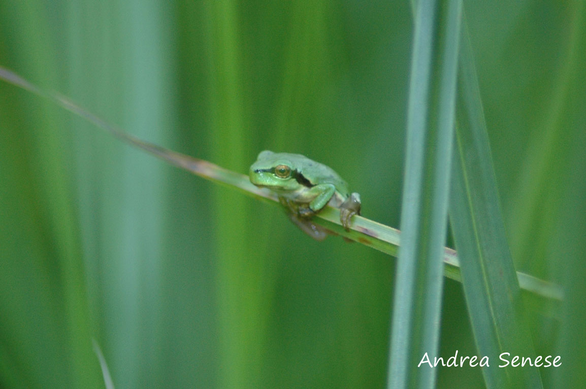 Hyla intermedia