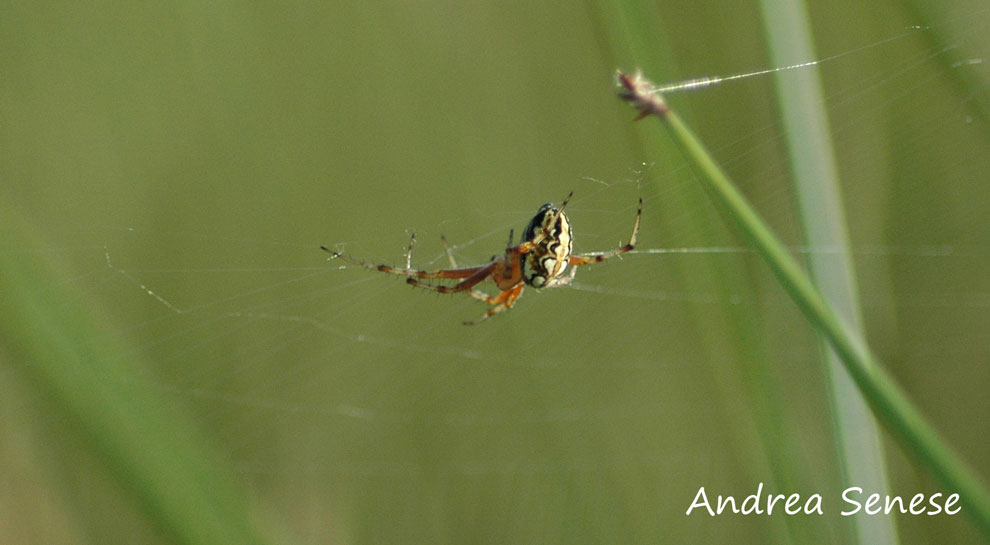 Neoscona adianta