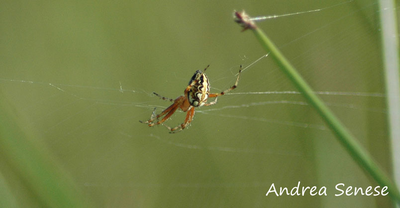 Neoscona adianta