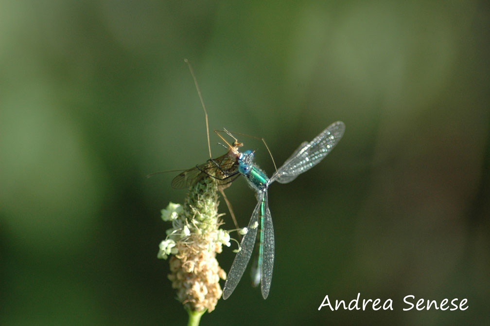 Libellula da identificare + predazione