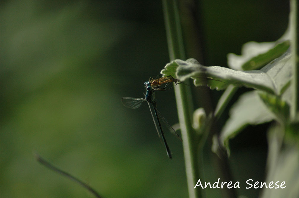 Libellula da identificare + predazione