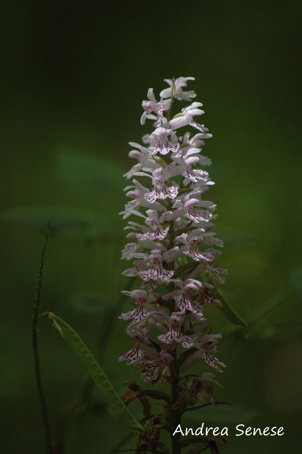 Dactylorhiza maculata  subsp. saccifera