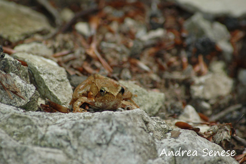 Rana temporaria? Rana italica