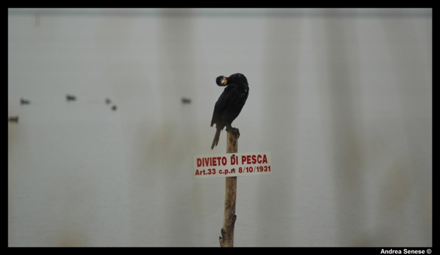 Phalacrocorax carbo