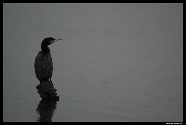 Phalacrocorax carbo