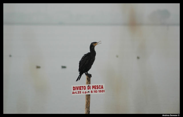 Phalacrocorax carbo