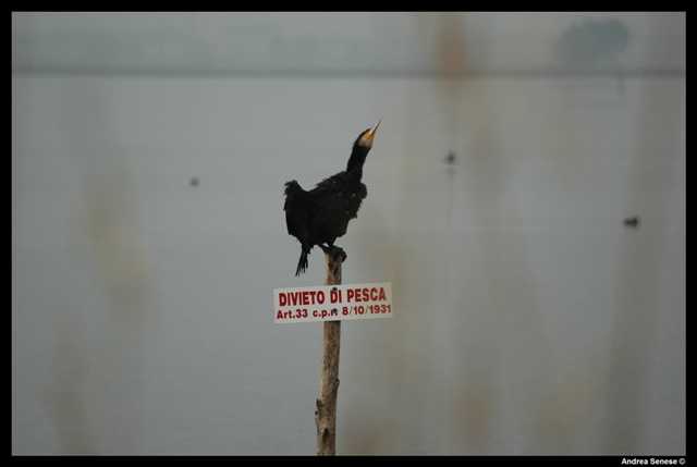 Phalacrocorax carbo