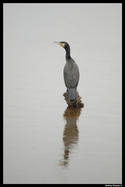 Phalacrocorax carbo