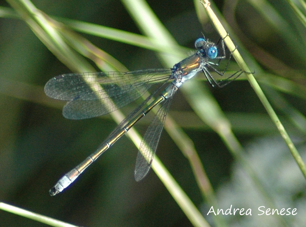 Libellula da identificare + predazione