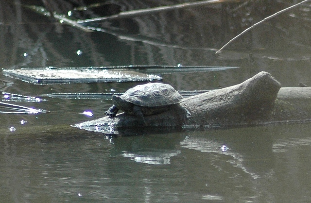 Mauremys leprosa-conferma idenficazione