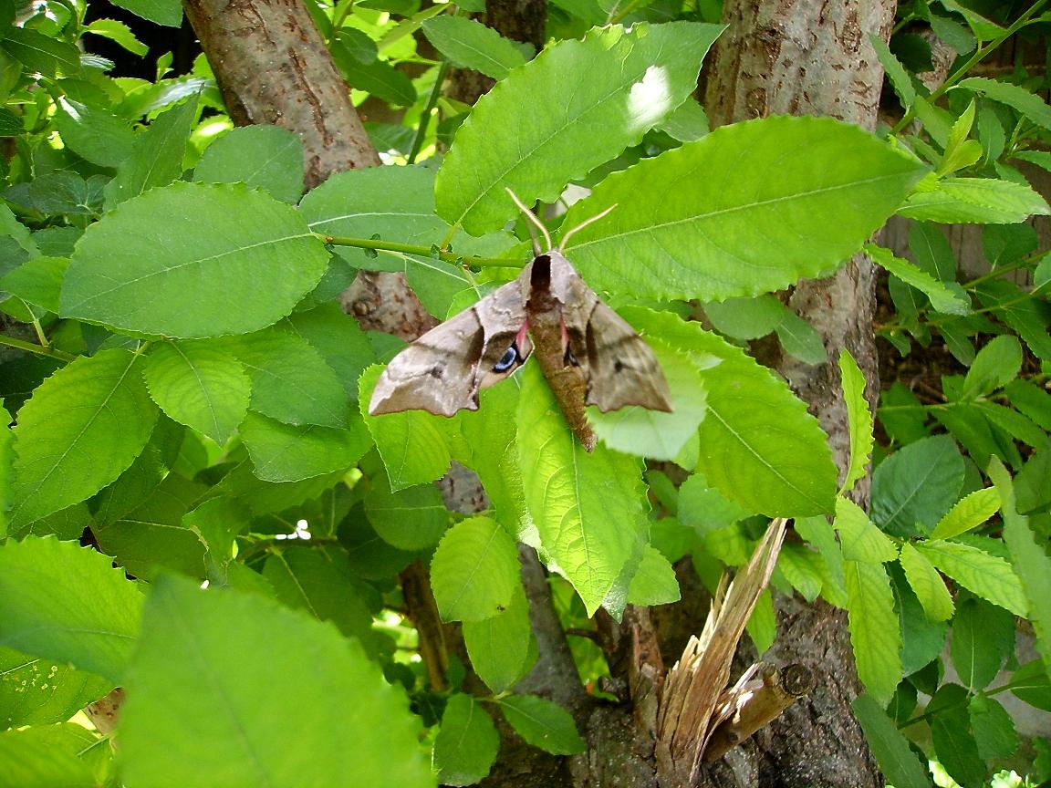 Sfinge in giardino