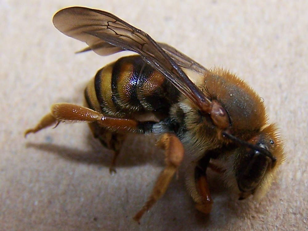 Apidae Megachilinae: Rhodanthidium septemdentatum in gusci vuoti