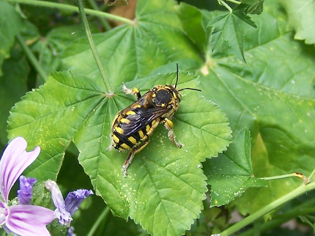 malva che passione! (Anthidium sp.  e altro Apidae Megachilinae)