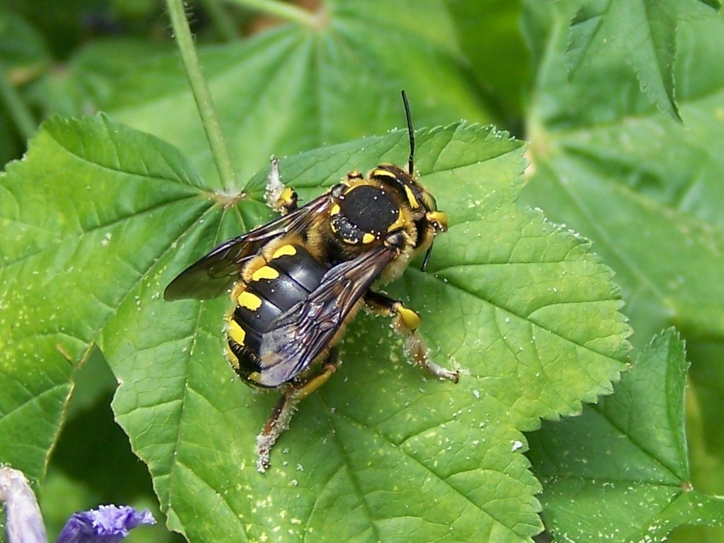 malva che passione! (Anthidium sp.  e altro Apidae Megachilinae)