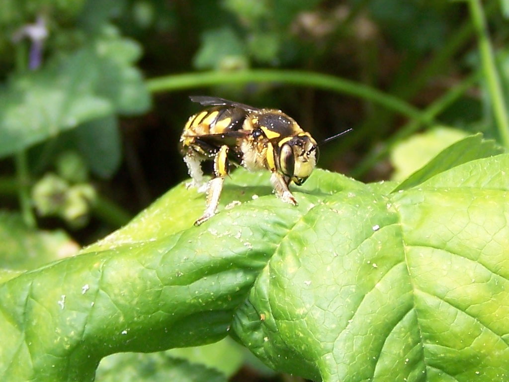 malva che passione! (Anthidium sp.  e altro Apidae Megachilinae)